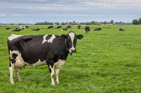 Dairy farming technology trails in the EU - IOF2020 - Grazing cow monitor - IoF2020